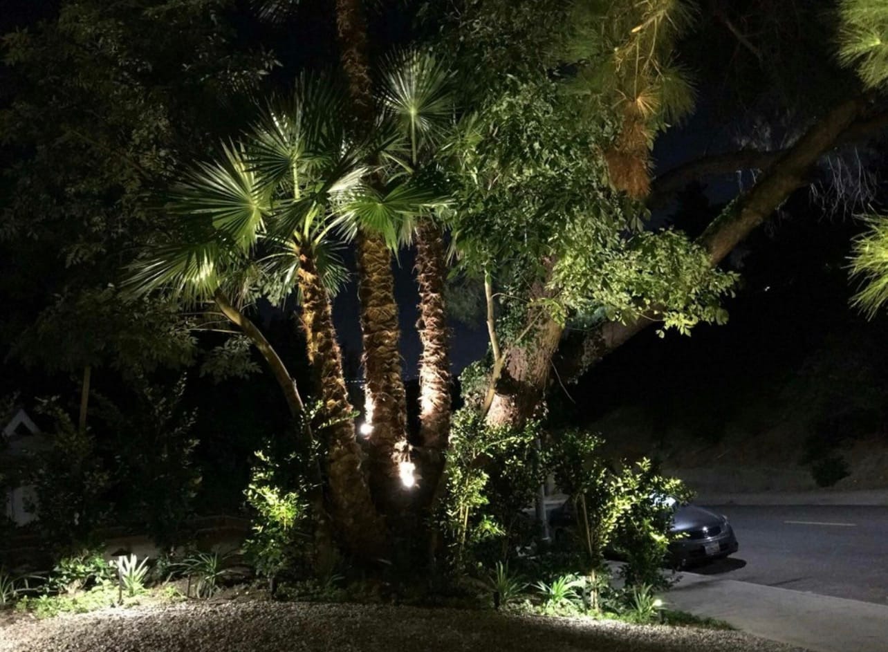Uplighting on a mature palm tree trunk